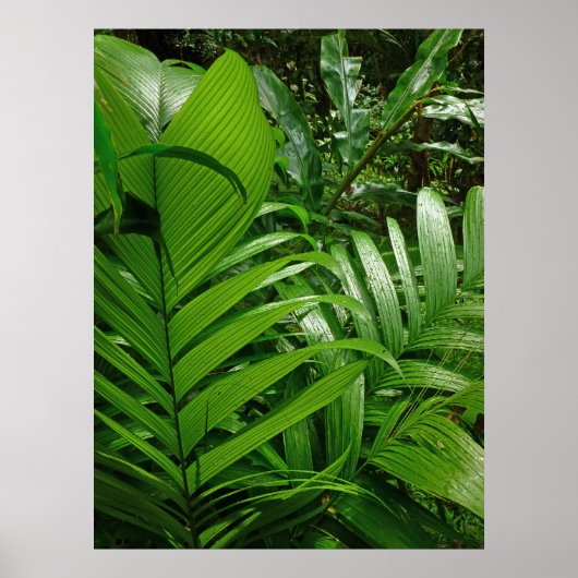 Poster Palmiers de la forêt pluviale (Devant)