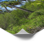 Poster Palmiers de Rangiroa (Coin)