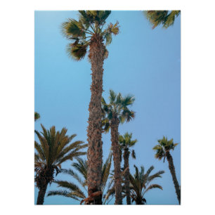 Poster Palmiers d'été