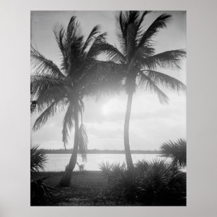 Poster Palmiers noirs et blancs au coucher du soleil