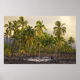 Poster Palmiers, Parc National Historique Pu'uhonua o