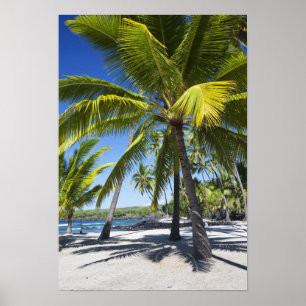 Poster Palmiers, Parc National Historique Pu'uhonua o