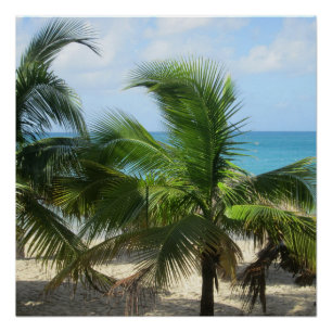 Poster Palmiers tropicaux