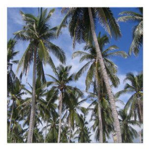 Poster Palmiers tropicaux