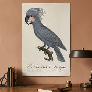 Poster Palmiste noir, Probosciger aterrimus