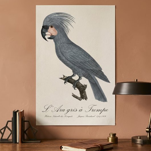 Poster Palmiste noir, Probosciger aterrimus