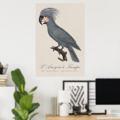Poster Palmiste noir, Probosciger aterrimus (Bureau à domicile)