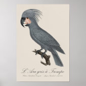 Poster Palmiste noir, Probosciger aterrimus (Devant)