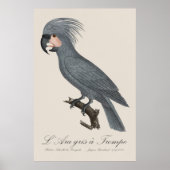 Poster Palmiste noir, Probosciger aterrimus (Devant)