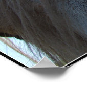 Poster Palomino (Coin)