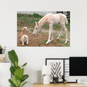 Poster Palomino Baby Horse et Barn Cat (Bureau à domicile)