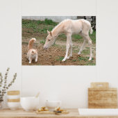 Poster Palomino Baby Horse et Barn Cat (Cuisine)