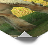 Poster Palomino Brouillon Chevaux (Coin)