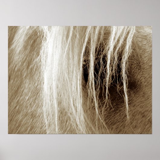 Poster Palomino De Sepia (Devant)