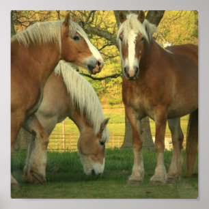 Poster Palomino Draft Horses
