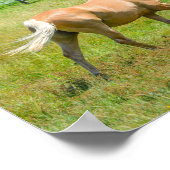 Poster Palomino Farm Horse (Coin)