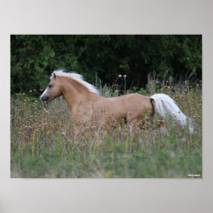 Poster Palomino Gallois Pony Courant En Longue Herbe