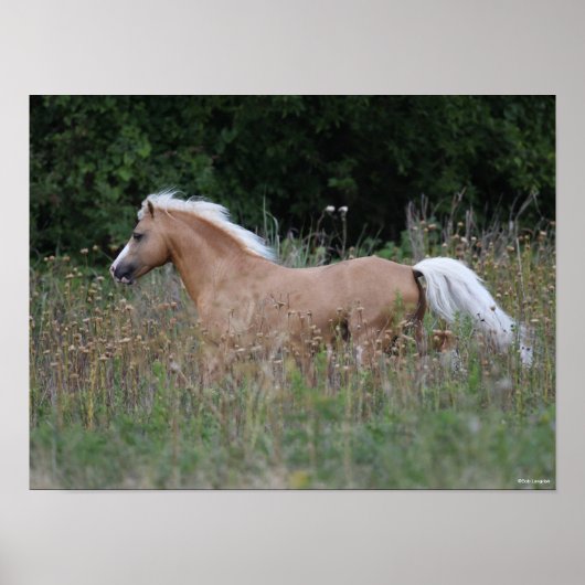 Poster Palomino Gallois Pony Courant En Longue Herbe (Devant)