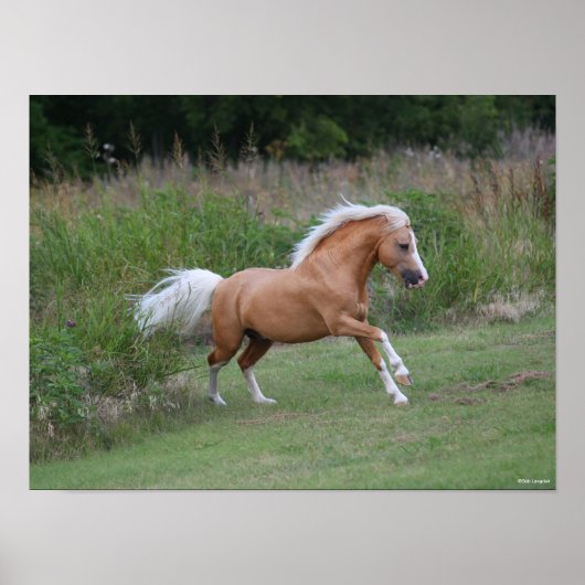 Poster Palomino Gallois Pony Stallion Courant (Devant)