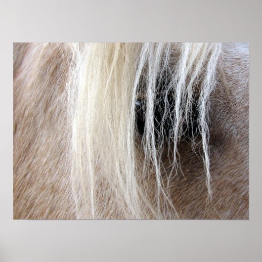 Poster Palomino Horse (Devant)
