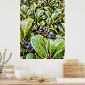 Poster Pamela Storch - Blueberry Bush Serenade (Cuisine)