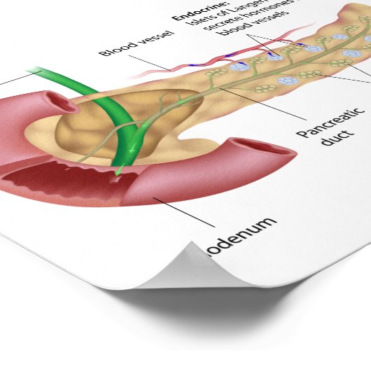 Poster pancréas exocrine et endocrinien, labellisé dessin (Coin)