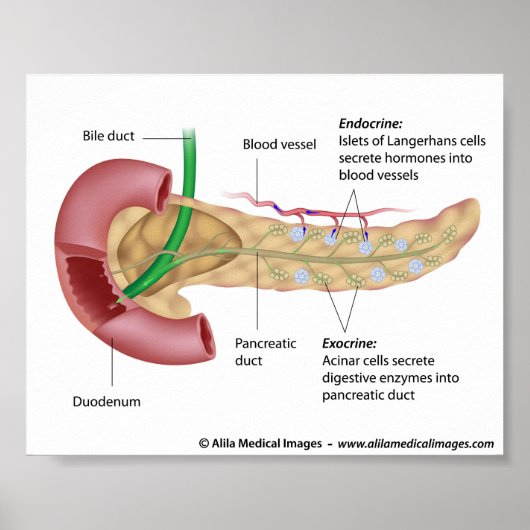 Poster pancréas exocrine et endocrinien, labellisé dessin (Devant)