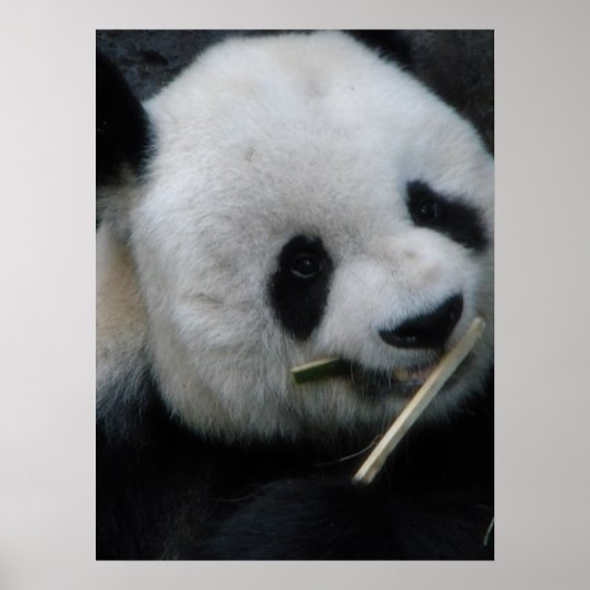 Poster Panda (Devant)