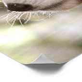 Poster Panda (Coin)