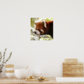 Poster Panda (Cuisine)