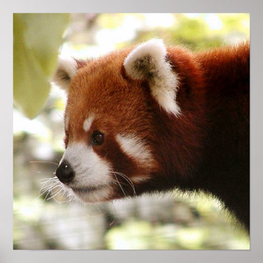 Poster Panda (Devant)