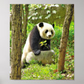 Poster Panda (Devant)