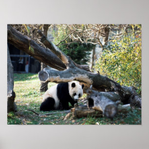 Poster Panda
