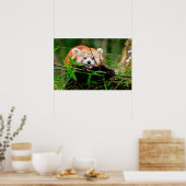 Poster Panda (Cuisine)