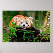 Poster Panda (Devant)