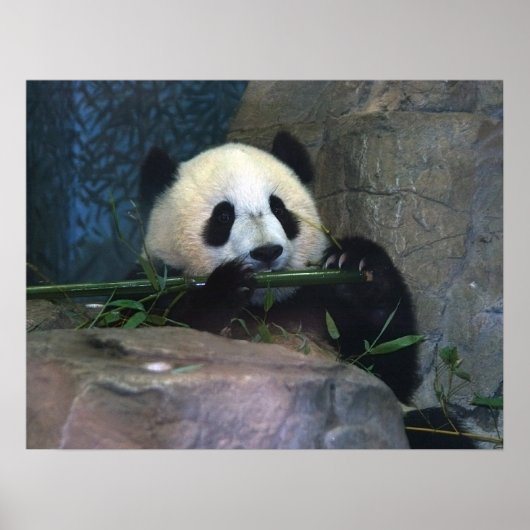 Poster Panda (Devant)