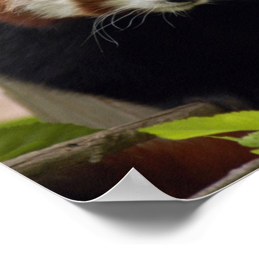 Poster panda-023 (Coin)