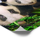 Poster Panda Bears (Coin)