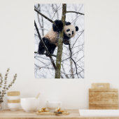 Poster Panda bébé dans l'arbre (Cuisine)