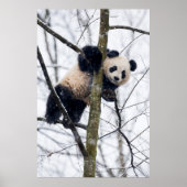 Poster Panda bébé dans l'arbre (Devant)