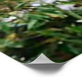 Poster Panda dans l'affiche de la montagne (Coin)