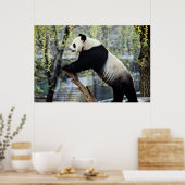 Poster Panda debout (Cuisine)