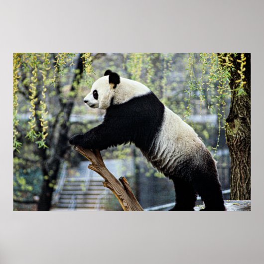 Poster Panda debout (Devant)