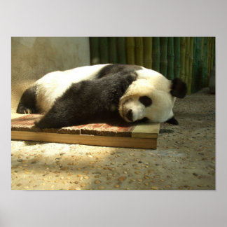 Poster Panda dormant