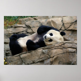 Poster panda endormi