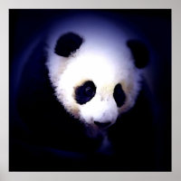 Poster Panda Face - Posters Panda