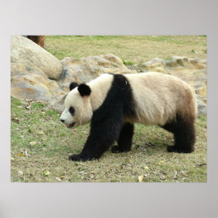 Poster Panda géant