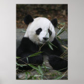 Poster Panda géant (Devant)