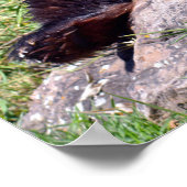 Poster Panda géant assis sur une pierre (Coin)