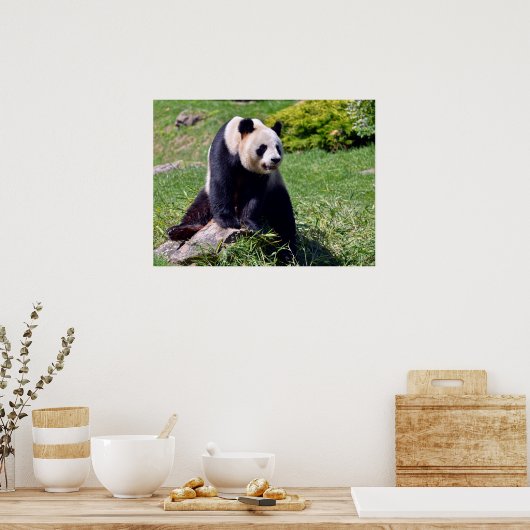 Poster Panda géant assis sur une pierre (Cuisine)